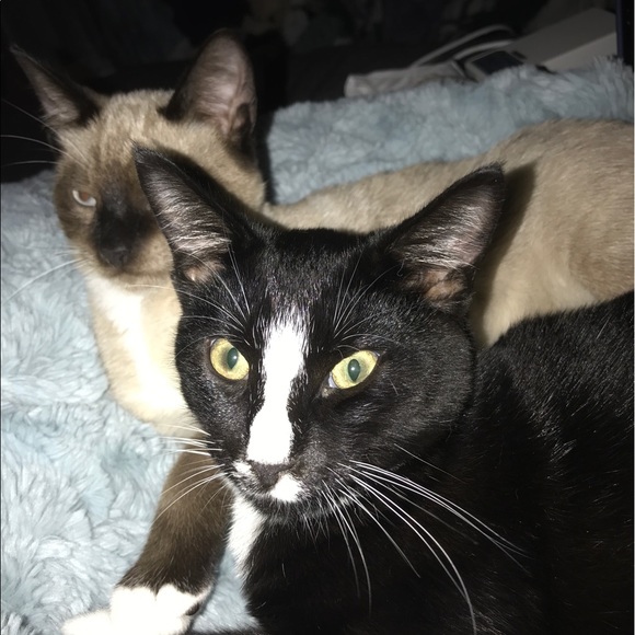 Hi. I’m Koda. I’m 1 year old now - Picture 9 of 14